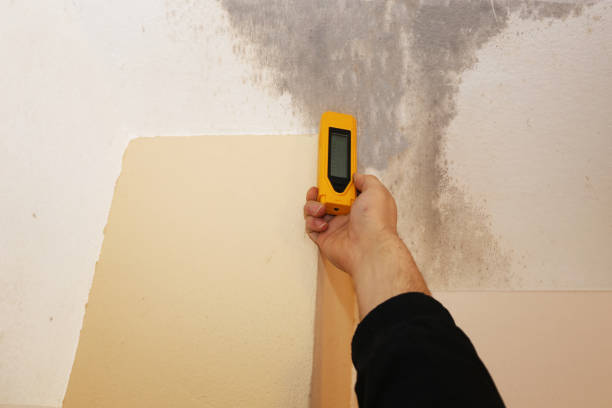 Best Emergency Mold Remediation  in Taft, FL